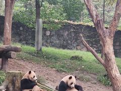 -都江堰中华大熊猫苑