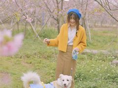 -天适樱花悠乐园