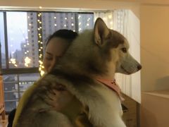 -Husky Go! 哈士奇体验馆·宠物咖啡厅狗咖