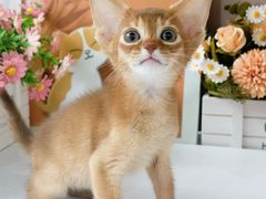 -小猫来了·猫舍(红山六九七九店)