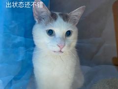 -柏萃动物医院·骨科·牙科