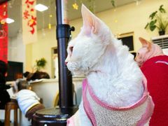 -猫小院猫主题餐厅(南锣旗舰店)
