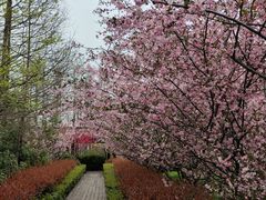 -昆山城市生态森林公园
