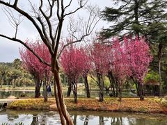 -昆明植物园