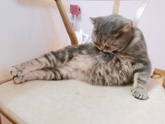 -猫咪派对(江南西店)