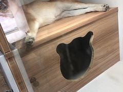 -李小姐の猫咖啡馆(五角场店)