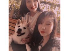 -柴犬高等学院·狗咖·柴犬售卖·宠物训练