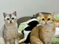 -有喵·猫咖·狗咖·30几只猫10只小狗(岗厦店)