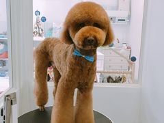 巨贵美容-BABYDOG宝贝狗宠物乐园(欧洲城店)