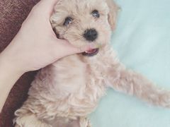 -瑞派名望24h动物医院异宠专科·猫专科·骨科·重症监护分院