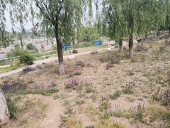 -永定河休闲森林公园