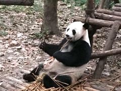 -风与炭BBQ户外火锅烧烤(成都群光君悦酒店)