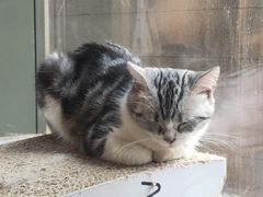 -猫爪屋猫咖(乐汇城店)