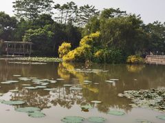 -大湾区中央湿地公园