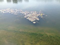 iphone_upload_pic-新江湾城公园
