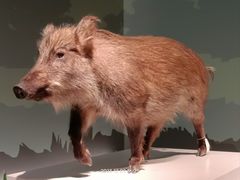 -四川大学博物馆