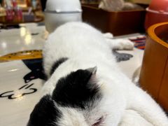 -藏猫猫咖啡主题馆(中央大道店)