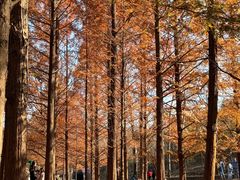 -白水寺森林公园