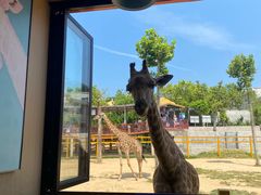 -西霞口神雕山野生动物世界