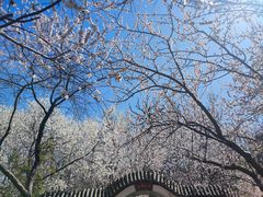 -桃花堤公园
