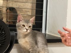 -楼上猫咖(罗湖店)