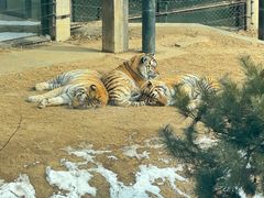 -大连森林动物园