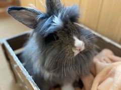 -猫猫幼稚园·撸猫·桌游·电玩