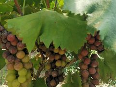 -南汇老顾农家乐采摘大团水蜜桃采摘店