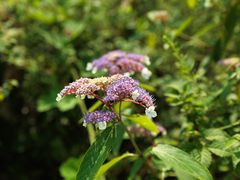 -华蓥山天意谷景区
