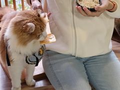 -豆逗聊愈猫阁Easy Life