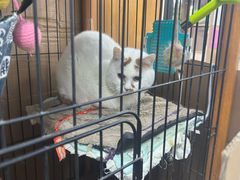 -爱侣宠医·鹦鹉专科·小型哺乳类·异宠专科(灵石路店)