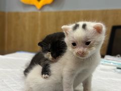 -瑞派名望24h动物医院异宠专科·猫专科·骨科·重症监护分院