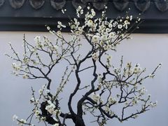 -杭州植物园