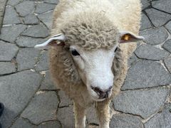 -神户市立六甲山牧场