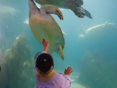 -广东惠东海龟国家级自然保护区