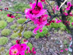 -林屋梅海青梅保护基地