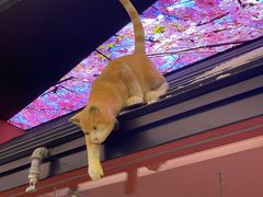 -将太无二·北美传奇寿司(荟聚购物中心西红门店)