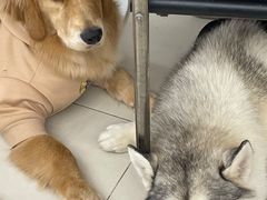 -怪兽屋·羊驼·猫咖·狗咖(俊华广场店)