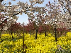 -古柏渡飞黄旅游区