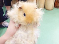 -藦茜花园宠物主题亲子互动体验馆(国顺东路店)