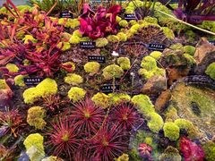 -中国科学院西双版纳热带植物园