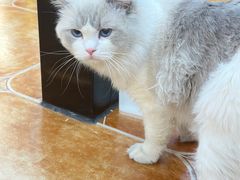 -莱姆星桌游·拼豆·团建