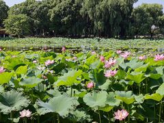 -荷塘月色湿地公园·向阳花洲
