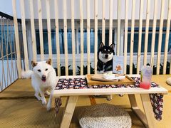 -柴迷FANS CLUB·柴犬狗咖·猫咖