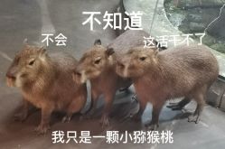 点击看大图 -Zoolung Zoolung动物主题公园(海信广场店)