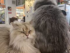 -李小姐の猫咖啡馆(五角场店)