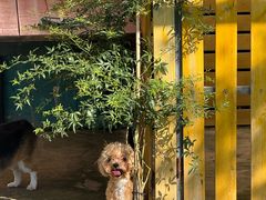 -趣玩宠物乐园寄养训犬训狗游泳池