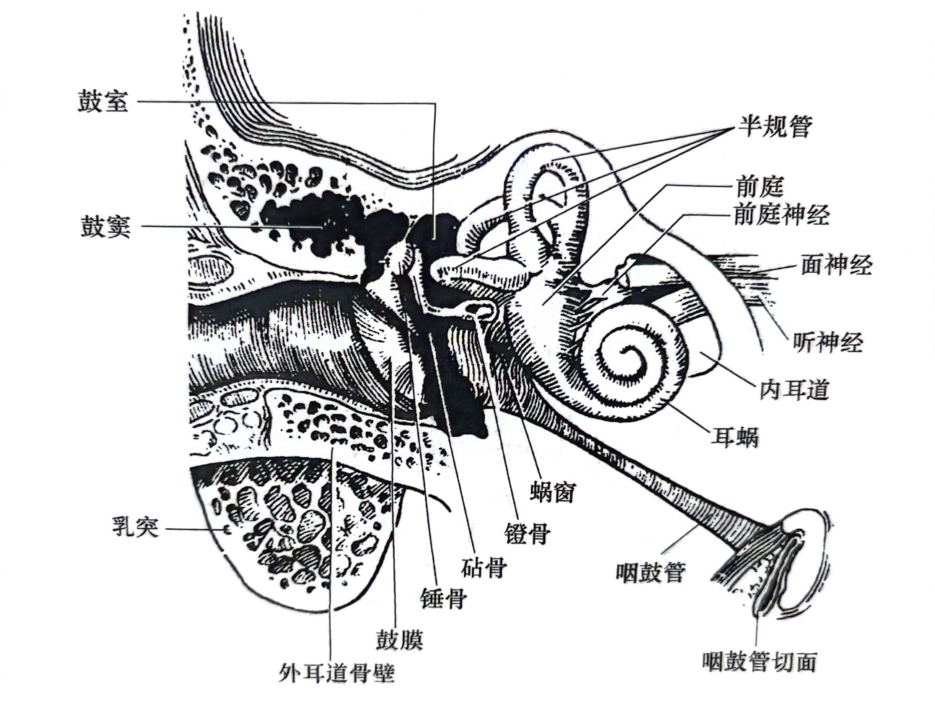 耳的结构生物书图片