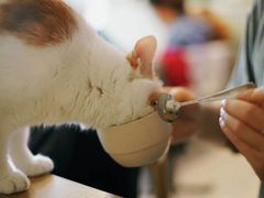 -平行世界·猫咖(首经贸店)