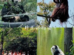 -上海野生动物园